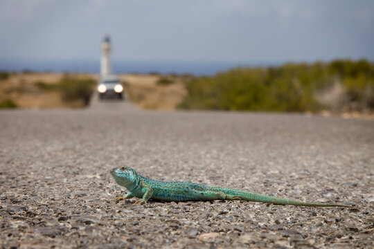 A male Ibiza wall lizard (Podarcis pityusensis formenterae) visits a flowering thistle to feed on nectar, Cap de Barbaria on the island of Formentera, in Spain's Balearic Islands.