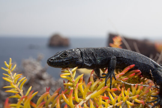 A black lizard on Bleda Plana perches on a small plant. No one knows why the lizards on this small island are all black.