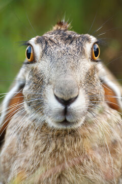 A Blacktailed Jack Rabbit stares at photographer Jay Goodrich.