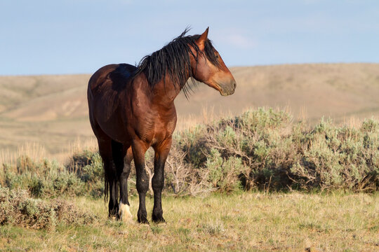 A wild stallion surveys his surroundings in the Bighorn Basin of north-central Wyoming.