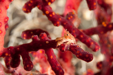 Small unidentified crab on red coral branch.