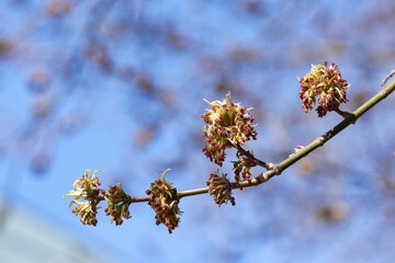 Young leaves bloom from buds on trees in spring