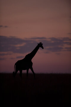 Giraffe Silhouette At Sunrise In Kenya.