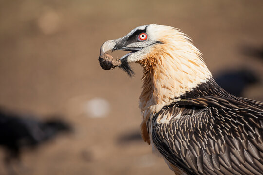 Bearded Vulture or Lammergeier (Gypaetus barbatus) with bone in beak. Pre-Pyrenees. Lleida province. Catalonia. Spain.