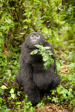 A wild mountain gorilla at Virunga National Park in the Democratic Republic of the Congo