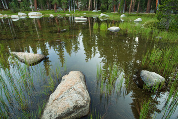 Pond Scene, Yosemite National Park