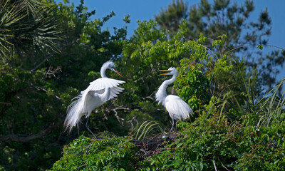Great Egrets nesting with visible egg.
