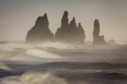 Northern fulmars (Fulmar glacialis) flying around sea stacks at Reynisdrangar. Vik. Iceland.