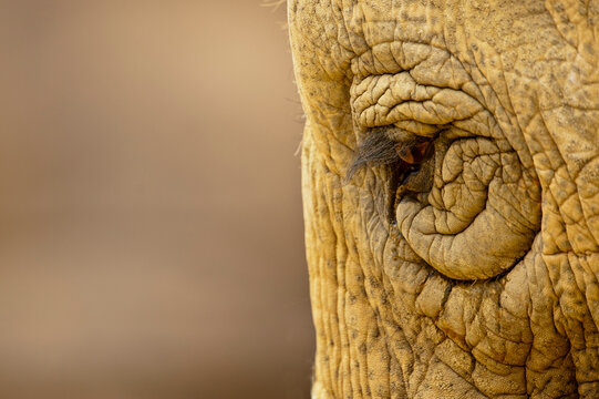 A captive Asian elephant, elephas maximus, at the zoo, Santa Barbara California