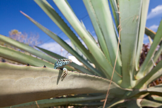 A male Ibiza wall lizard peaks at me from an Agave leaf in Ca Mari, Formentera.