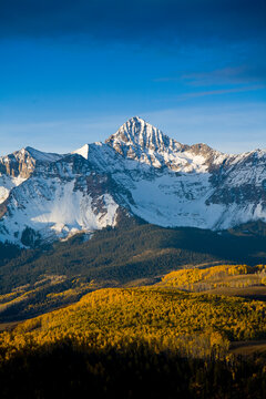 Landscape of autumn leaves changing colors against the San Juan Mountains near Telluride, CO