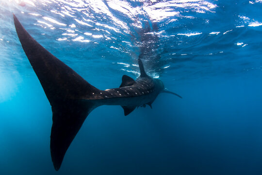 Mexico, Quintana Roo. The tail of a whale shark as seen from behind while swimming at the surface, near Isla Mujeres.