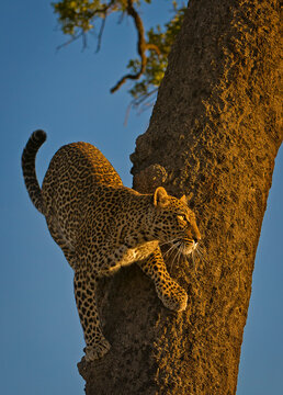 A leopard pauses for sunrise in the Masai Mara, Kenya.