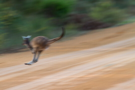 A Western Grey Kangaroo (Macropus fuliginosus) crosses a dirt road in southwest Australia.