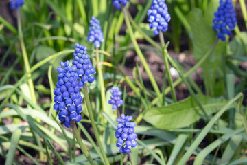 Blue bells Muscari armeniacum in a flowerbed in early spring. Delicate spring garden flowers. Landscape design.