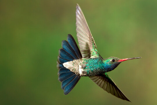 A humming bird hovers in mid air.