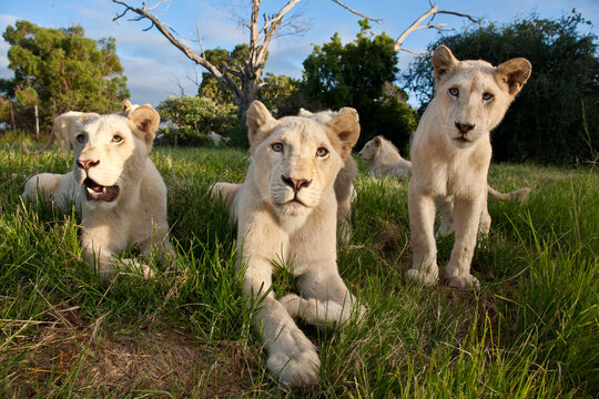 A young pride of male and female white lions in the grass. South Africa.