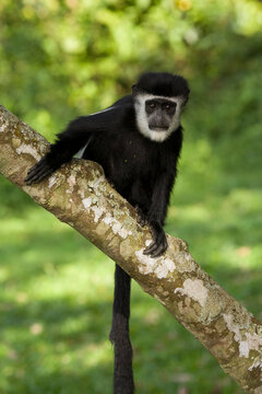 A Mantled Guereza (Colobus guereza) in Kibale National Park, Uganda.