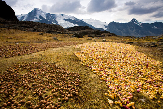 A harvest of local tubers freeze-dry in a meadow in the Apolobamba Range in the Bolivian Andes.