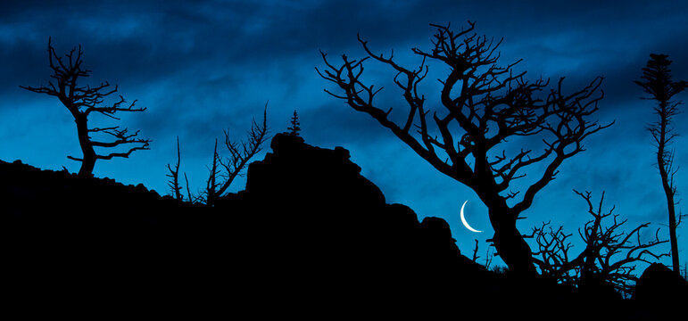 Moon rises as dawn light illuminates the skeletons of Whitebark Pine, Lewis Range, Montana
