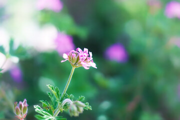 Flor morada en medio de jardín desenfocado
