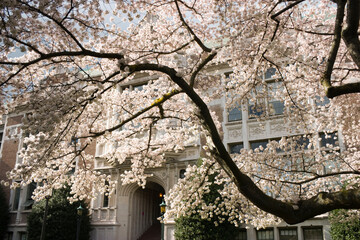 Savery Hall with blooming cherry trees in the Quad on the University of Washington campus in Seattle, Washington.