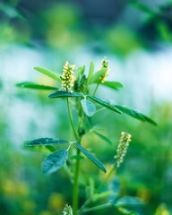 Flores amarillas con tallo verde al lado de un rio