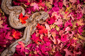 Autumn colors come to Zion National Park