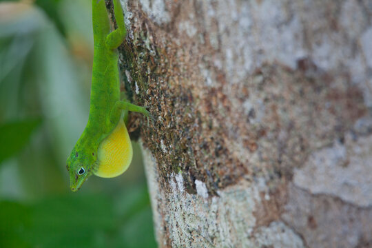 A Green Lizard (Anolis evermanni) displays his dewlap in a territorial bout with another intruding male from a free in El Yunque National Park, Puerto Rico.