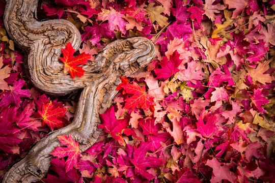 Autumn colors come to Zion National Park