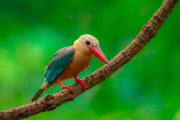 Kingfisher on a branch in the forest of Thailand