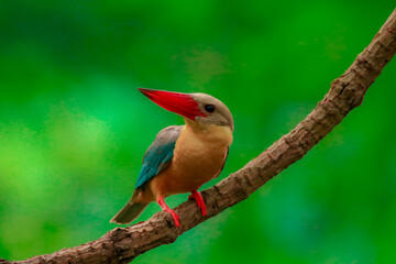 Kingfisher on a branch in the forest of Thailand