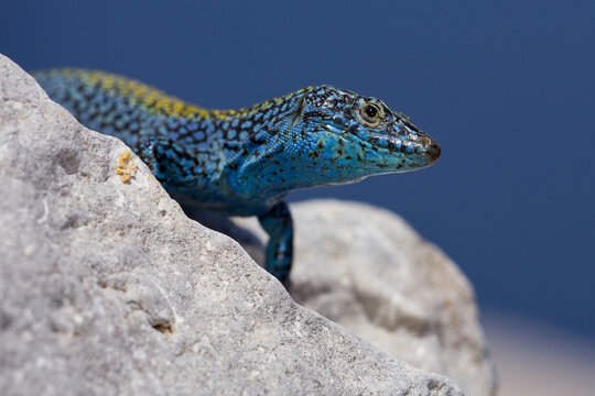 A male Ibiza wall lizard (Podarcis pityusensis vedrae) on Illa Es Vedra near Ibiza, in Spain's Balearic Islands.