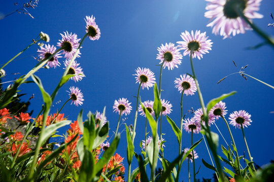 Wildflowers, Paradise Park, Cascade Range, Mount Rainier National Park