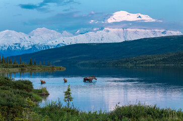 A mother Moose feeding in Wonder Lake is joined by her twins with the last light of the long summer days on Mount McKinley.