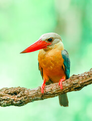 Kingfisher on a branch in the forest of Thailand