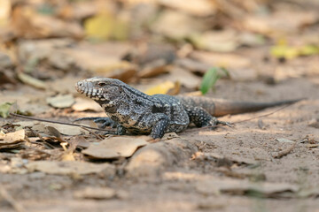 The Argentine black and white tegu (Salvator merianae)