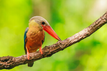 Kingfisher on a branch in the forest of Thailand