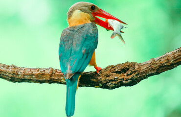 Kingfisher on a branch in the forest of Thailand
