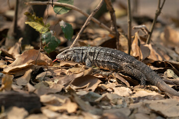 The Argentine black and white tegu (Salvator merianae)