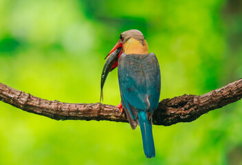 Kingfisher on a branch in the forest of Thailand