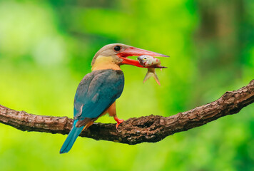 Kingfisher on a branch in the forest of Thailand