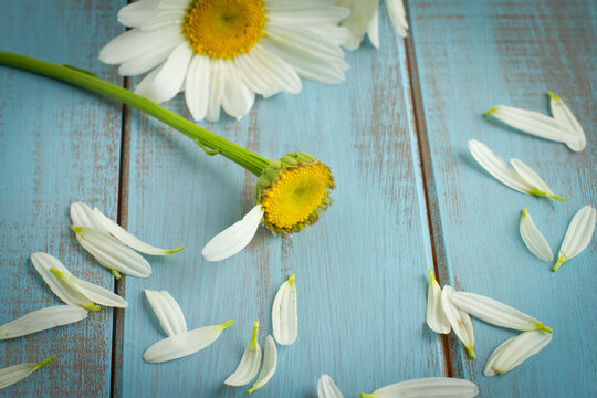 Spring daisies with all but one petal left on the flower.