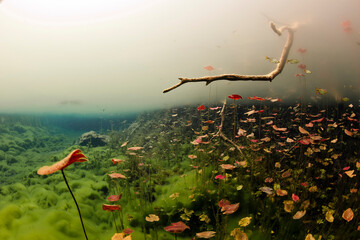 The magical beauty of cenote Car Wash. Once you are under the sulfur layer, crystal clear waters appears again.