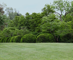 Sculpted Shrubs, Lawn, and Trees