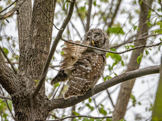 Barred Owl perching 