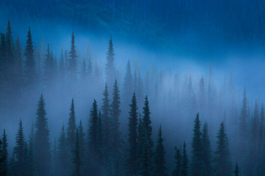 Fog lifts from the trees near Hurricane Ridge in Washington's Olympic National Park.
