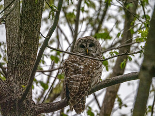 Barred Owl perching 
