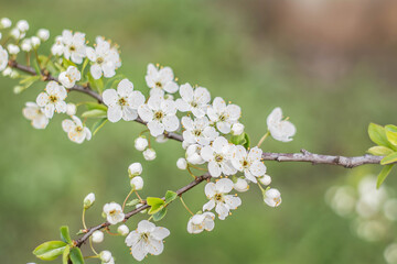 blossom in spring