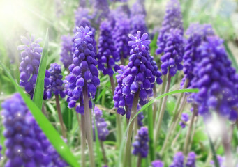 Obraz premium Beautiful spring muscari flowers. Spring background. Grape hyacinths.